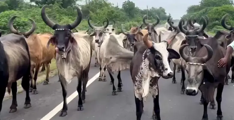 godhan nyay yojana scheme kya hai