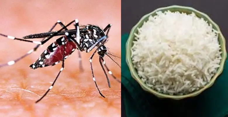 dengue me chawal khane se kya hota hai