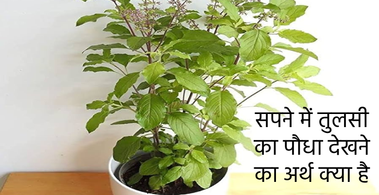 sapne me tulsi dekhna ka aarth kya hai 