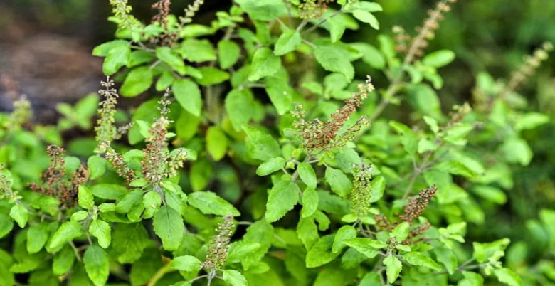 sapne me tulsi dekhna subh ya asubh