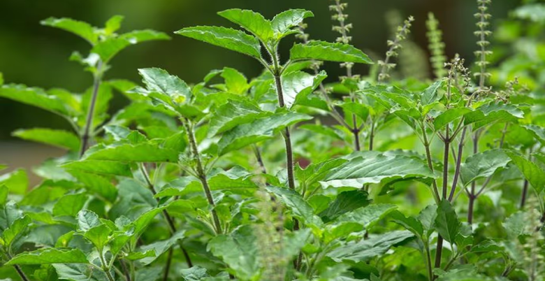 sapne me tulsi dekhne se kya hota hai 