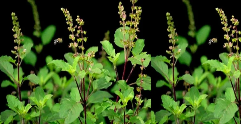 tulsi ka podha kyu lgana jaruri hota hai 